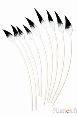 Cigno freccia - 28-33 cm - bianco-nero